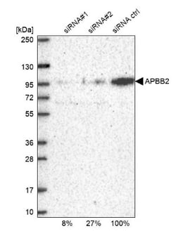 APBB2 Antibody, Novus Biologicals 25 &mu;L; Unlabeled:Antibodies, Polyclonal